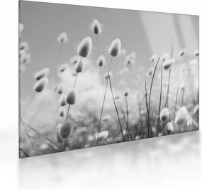 Üveg kép - Boho nyuszi farok fű (70x50 cm)