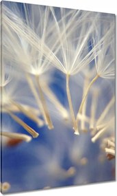 Vászonkép 70x100 Pitypang Virág Virágok