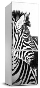 Hűtő matrica Zebra hó FridgeStick-70x190-f-121577688