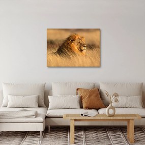 Kép - Etosha Nemzeti Park (70x50 cm)