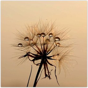 Poszterek 100x100 Pitypang Virág Virágok