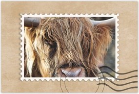 Poszter 60x40 Skót tehén szarvakkal