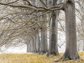 Poszter 80x60cm Fák egy sorban sárga levelek, Assaf Frank