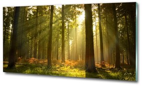 Üvegfotó Forest a nap osh-27621934