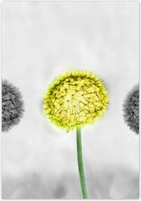 Poszterek 70x100 Sárga pitypang