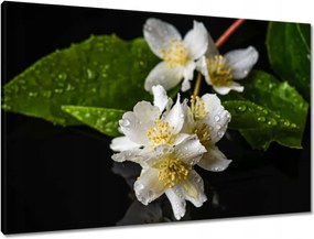 Våszonkép 90x60 Fehér jåzmin viråg