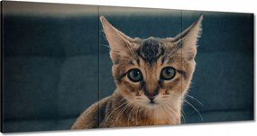 Vászonkép 120x60 Cica Cicák