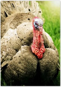 Poszterek 70x100 Pulyka ünnep Usa