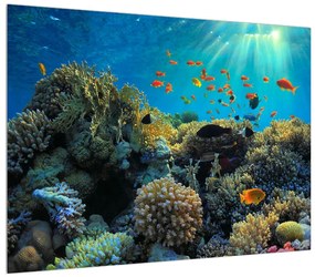 Víz alatti tengeri világ képe (70x50 cm)