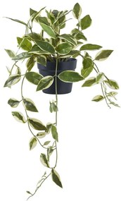 Műnövény (magasság 33 cm) Hoya Carnosa – House Nordic