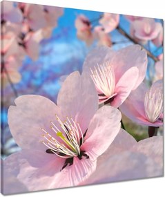 Vászonkép 50x50 Gyönyörű virágok