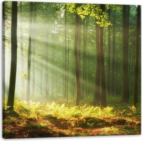 Vászonkép Fény az erdőben Természet Fák 90X90 cm Ajándéknak is tökéletes