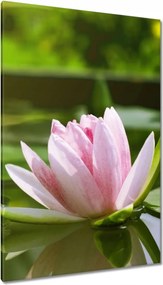 Vászonkép 80x120 Vízi liliom
