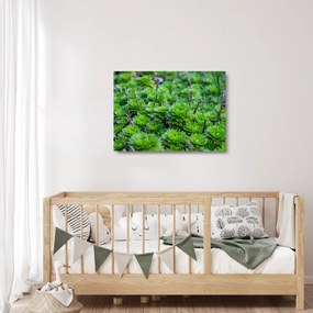 A pozsgás növények képe (üvegen) (70x50 cm)