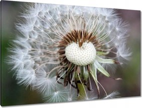 Vászonkép 120x80 Pitypang Virág Virágok