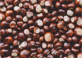 Üveg kép - Érett gesztenye (70x50 cm)