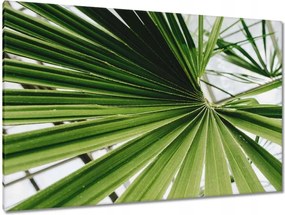 Vászonkép 120x80 Pálmalevél Levél