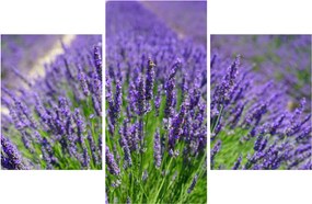Kép - levandula (90x60 cm)