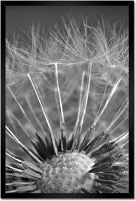 Poszterek keretben 40x60 Pitypang Virág Virágok