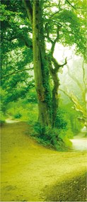 Fotótapéta Erdei ösvény Nap zöld moha Rejtély 91x211 +ragasztó