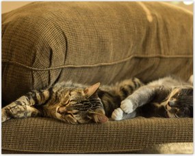 Poszterek 50x40 Cica Cicák