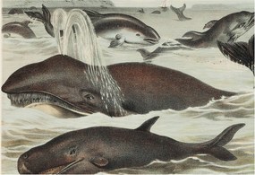 Matt Fotótapéta Flizelin Falra Tengeri lények 152x104 Ragasztó