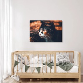 Kép - A macska látképe (90x60 cm)