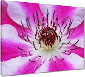 Vászonkép 50x40 Fehér-lila szirmok