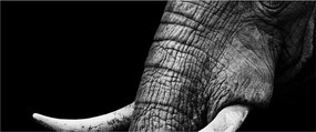 Kép - Elefánt agyar (120x50 cm)