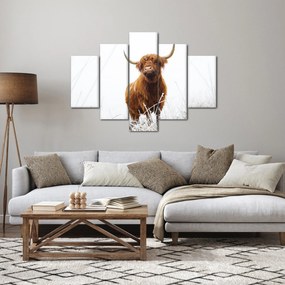 Kép - Skót tehén (150x105 cm)