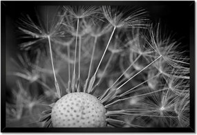 Poszterek keretben 60x40 Pitypang Virág Virágok