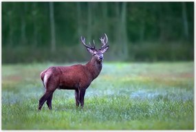 Poszterek 120x80 Szarvas Erdő Tájkép