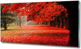 Fotótapéta üvegfalra Őszi fák 100x50