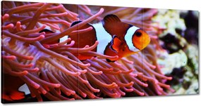 Vászonkép 180x90 Narancssárga hal Rafa