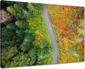 Vászonkép 70x50 Út Erdő Ősz