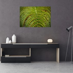 Kép - Fern (90x60 cm)