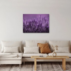 Kép - Levendula (70x50 cm)