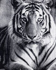 ANIMAL Tigris Strandtörölköző 165x90cm