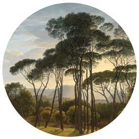 Kör alakú fotótapéta Old Trees 125 x 125 cm, 2rész