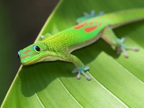 Fotográfia Green Gecko  On Leaf, Pete Orelup