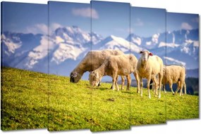 Képek 150x95 Juh legeltetés Bárányok