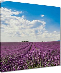 Vászonkép 80x80 Levendulamező Levendula