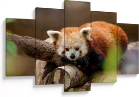Vörös panda képe (150x105 cm)