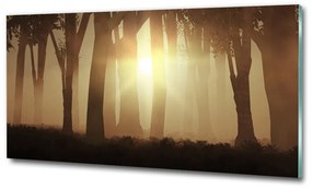 Üvegfotó Köd az erdőben osh-84176608