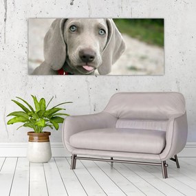 Kép - weimaraner kölyökkutya (120x50 cm)