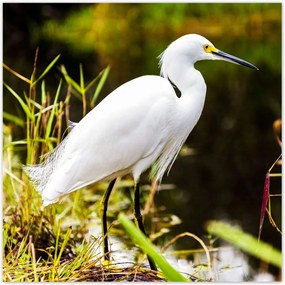 Poszterek 30x30 Kalapos madár Tájkép Kilátás