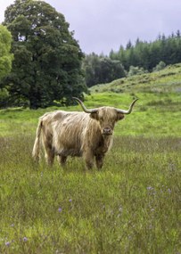 Poszter 64x90cm Hegyi tehén 2, Assaf Frank