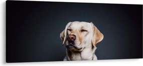 Labrador képe (120x50 cm)