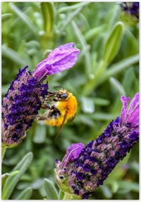 Poszterek 70x100 Levendula világ