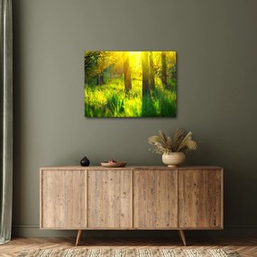 Kép - Az erdő tavaszi ébredése (70x50 cm)